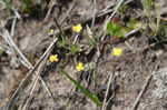 Zigzag bladderwort